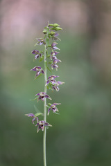 Epipactis helleborine
