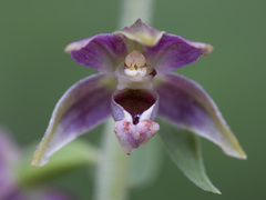 Epipactis helleborine