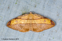 Hypochrosis hyadaria