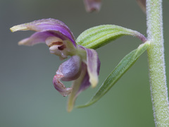 Epipactis helleborine