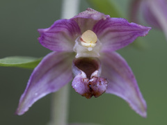Epipactis helleborine