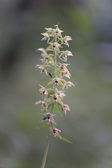 Epipactis helleborine