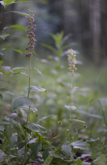 Epipactis helleborine