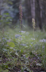 Epipactis helleborine