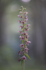 Epipactis helleborine