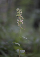 Epipactis helleborine