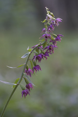 Epipactis helleborine