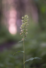 Epipactis helleborine