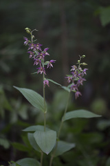 Epipactis helleborine