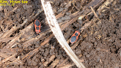 Haematoloecha nigrorufa