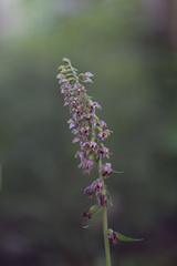 Epipactis helleborine