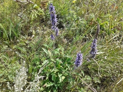 Nepeta multifida