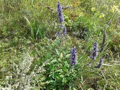 Nepeta multifida