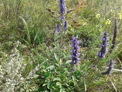 Nepeta multifida