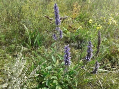 Nepeta multifida