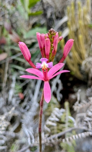 Spiralled Epidendrum (Epidendrum cochlidium)