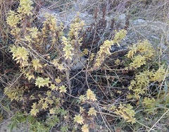 Tournefortia sibirica