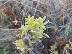 Tournefortia sibirica