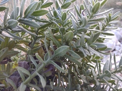 Tournefortia sibirica