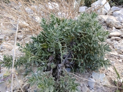 Tournefortia sibirica