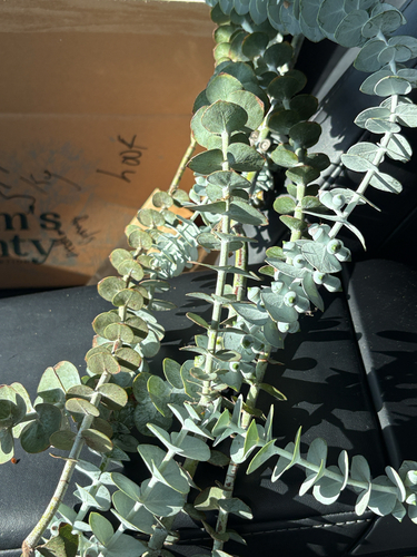 Eucalyptus pulverulenta iNat (3)