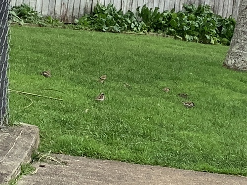 Passer domesticus observed 2025-09-03