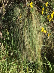 Festuca actae