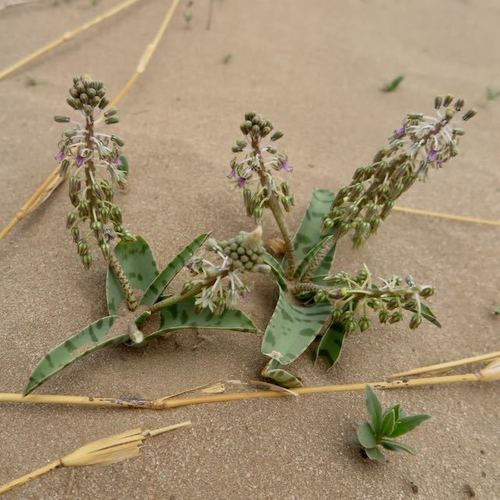 Ledebouria luteola image