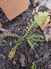 Achillea millefolium