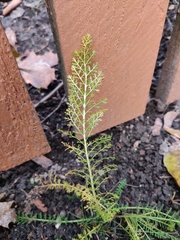 Achillea millefolium