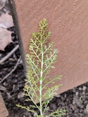 Achillea millefolium