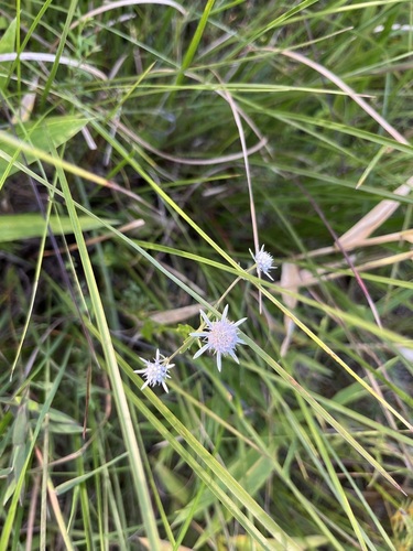 Eryngium integrifolium, photograph 6