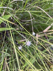 Eryngium integrifolium, photograph (c) harrier, some rights reserved (CC BY)