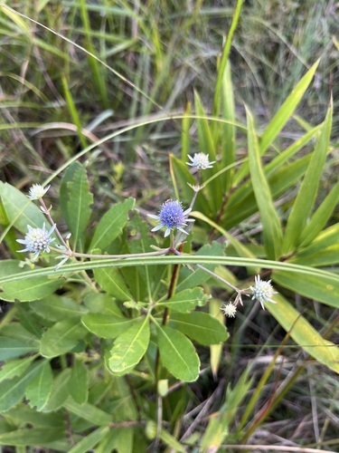 Eryngium integrifolium, photograph 5