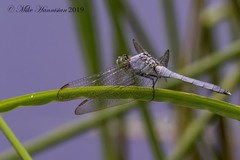 Erythemis simplicicollis