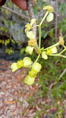 Euphorbia aprica image