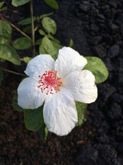 Hibiscus arnottianus arnottianus