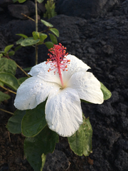 Hibiscus arnottianus arnottianus