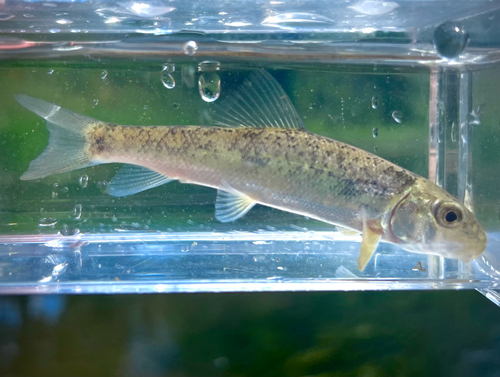 Catostomus commersonii