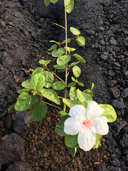 Hibiscus arnottianus arnottianus