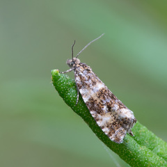 Phiaris micana