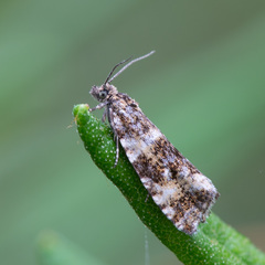 Phiaris micana
