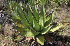 Agave ghiesbreghtii