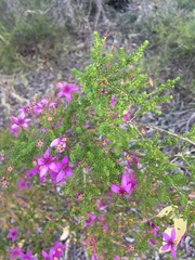 Calytrix fraseri
