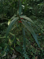 Ardisia crispa