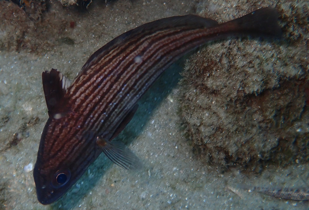 Chubbuyu (Pareques umbrosus) — Sciaenidae