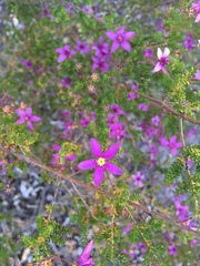 Calytrix fraseri