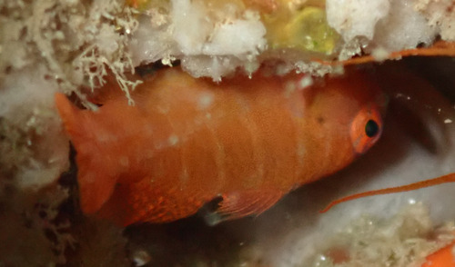 Roestgrondel (Priolepis hipoliti) — Gobiidae