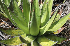 Agave ghiesbreghtii