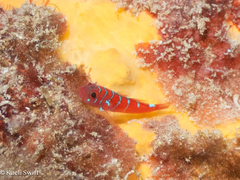 Blue-Barred Dwarfgoby photo 2